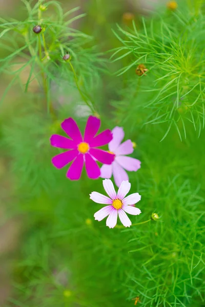 Summer Cosmos Flowers Background Park Selective Focus Beautiful Bush Blooming — Stock Photo, Image