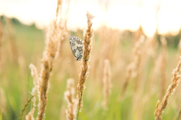 Schmetterlingslandung Auf Trockenem Gras Auf Einer Wiese Bei Sonnenuntergang Neues — Stockfoto