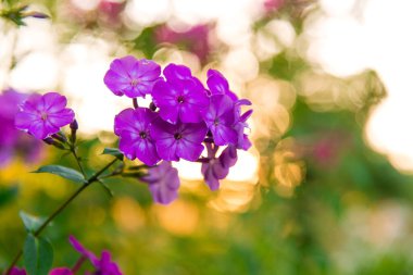Parkta pembe çalılar var. Pembe çalılar. Yazın güneş ışığı altında çiçek açan güzel bir çalılık ve yeşil yapraklara odaklan. Köy teması doğada. Tebrik kartı, davet ve sınır modeli.