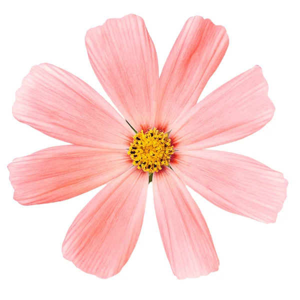 Floarea Cosmosului Roz Izolată Fundal Alb — Fotografie, imagine de stoc