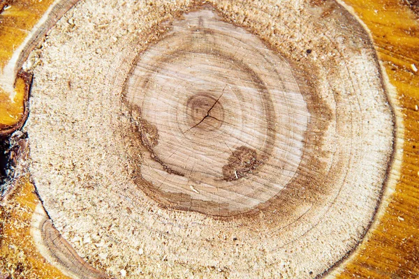 Dřevěná Pilka Bahna Stromu Výrazným Vzorem Ročních Prstenů — Stock fotografie