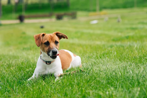 stock image Portrait of jack russell terrier dog in nature. Blurred green background. Close-up.