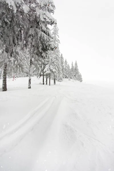 Dağlarda Karla Kaplı Ağaçlar Resimli Kış Sahnesi Sihirli Kış Ormanı — Stok fotoğraf