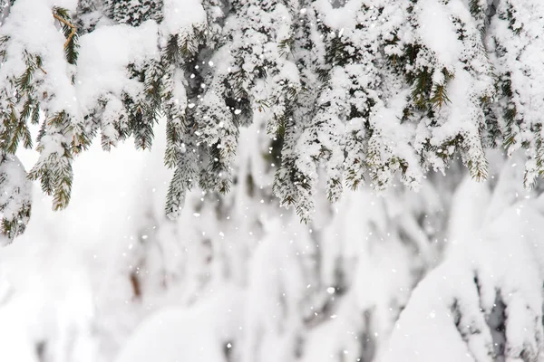 Kış Parlak Karlı Arka Plan Yılbaşı Manzarası Kar Yığınları Çam — Stok fotoğraf