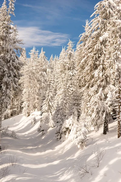Dağlarda Karla Kaplı Ağaçlar Resimli Kış Sahnesi Güneşli Bir Günde — Stok fotoğraf
