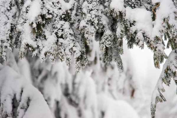 Inverno Fundo Nevado Brilhante Paisagem Ano Novo Com Snowdrifts Ramos — Fotografia de Stock
