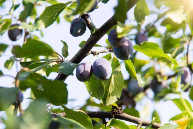 Bahçede olgun eriklerle dalları kapatın. Meyve bahçesindeki ağaçta olgun bir erik, güneşli bir ışıkla