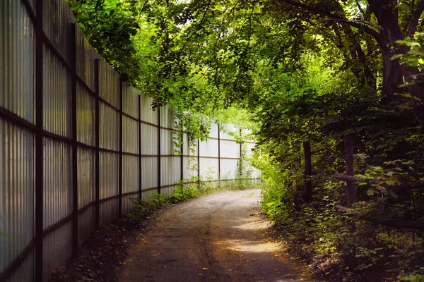 stock image Alley road in the park. Fence and tall trees.