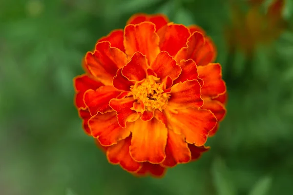 マリゴールド 花の背景 庭で美しいオレンジのタギットの花の近くに 選択的な焦点 フォークメディカル 身体的健康に関する概念 有用なホームプラント カバーとカレンダーのための花 — ストック写真
