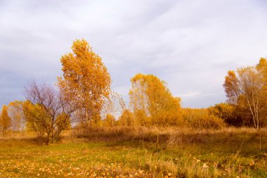 Sonbaharda, bulutlu gökyüzünün altında, sonbaharda çayır çimlerin altında. Sarı ve kırmızı ağaçların olduğu parkta güzel bir sabah ışığı..