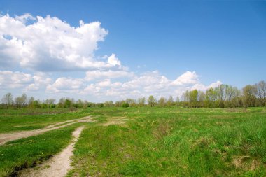 Bahar manzarası. Mavi gökyüzünün altında yemyeşil çayır arka plan, çimen dokusu. Yeşil çim tarlasıyla halka açık parkta güzel bir sabah ışığı..