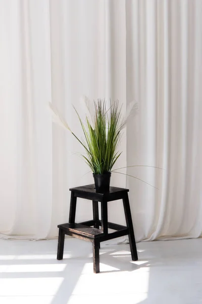 Soft home decor, white curtains, a flowerpot with a blooming flower on a black wooden stand. Interior.