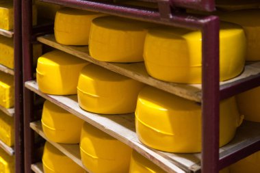 Peynir fabrikasına yakın çekim, üretim. Depo. Süt ürünlerinin raflarında sıraya dizilmiş peynir. Kurutma ve peyniri askıda tutma. Süt bitkisi. 