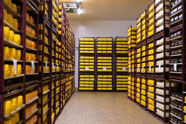 Peynir deposunda peynirli raflar. Süt ürünlerinin raflarında sıraya dizilmiş peynir. Kurutma ve peyniri askıda tutma. Süt bitkisi.