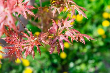 Güneşli bir günde güzel kırmızı akçaağaç yaprakları ön planda ve bulanık arka planda. Kapat, kopyala, makro çekim.
