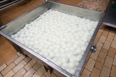 Fabrikada mozzarella üretimi. Peynir topları özel bir çözelti içinde yüzer. Peynir yapımının son aşaması. İtalyan sert peynirli silano veya caciocavallo, mozzarella. Sağlıklı gıda üretimi.