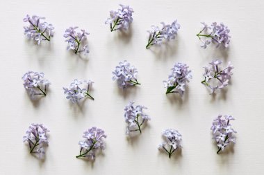 Güzel çiçek aranjmanı. Açık beyaz arka planda narin leylak çiçekleri. Düğün, doğum günü. Sevgililer Günü, Anneler Günü. Üst görünüm