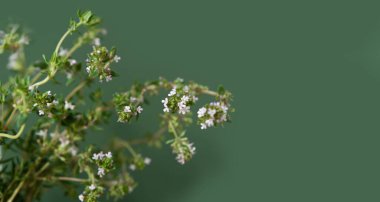 Boş kopya alanı olan narin çiçekli bahar arkaplanı. Bahçede büyüyen taze kekik, seçici bir odak