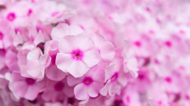 Bahçe fenomeni (Phlox paniculata), parlak yaz çiçekleri. Güneşli bir günde bahçede çiçek açan fenomen dalları. Yumuşak bulanık seçici odak. Çiçek arka planı.