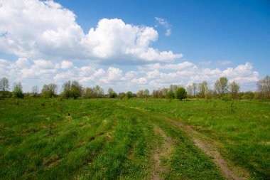 Mavi gökyüzünün altında yemyeşil çayır arka plan, çimen dokusu. Yeşil çim tarlasıyla halka açık parkta güzel bir sabah ışığı..