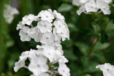 Bahçe fenomeni (Phlox paniculata), parlak yaz çiçekleri. Güneşli bir günde bahçede çiçek açan fenomen dalları. Yumuşak bulanık seçici odak. Çiçek arka planı.