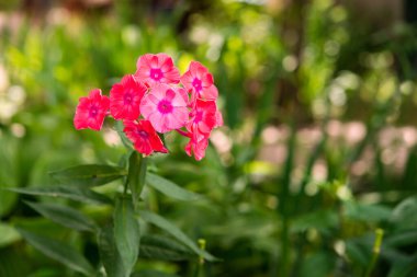  Güneşli bir günde bahçede çiçek açan fenomen dalları. Yumuşak bulanık seçici odak. Çiçek arkaplan. Bahçe fenomeni (Phlox paniculata), parlak yaz çiçekleri.