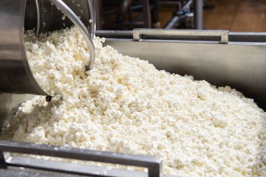 İnek peyniri, beyaz peynir, mozzarella, peynir üretim hattı. Bir endüstriyel fabrikada peynir ve süt ürünleri üreten bir makine. Geleneksel Avrupa sağlıklı gıda üretimi.