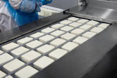 İnek peyniri, beyaz peynir, mozzarella, peynir üretim hattı. Bir endüstriyel fabrikada peynir ve süt ürünleri üreten bir makine. Geleneksel Avrupa sağlıklı gıda üretimi.