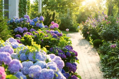  Mavi, pembe ortanca çiçekleri yazın çiçek açıyor. Kasabanın bahçesinde, güneş ışığında. Ortancaları olan güzel bir bahçe. Evin yakınındaki estetik patika..
