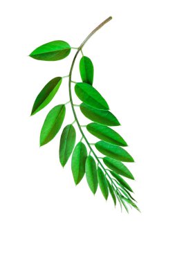 Taze yeşil yapraklar beyaz arkaplan, sınır üzerinde izole