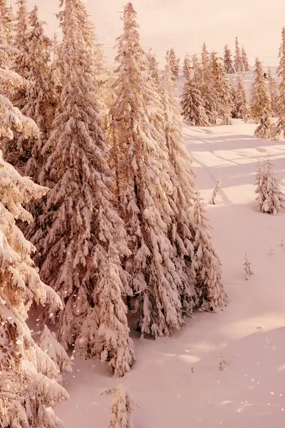Persikofärgnyans Snötäckta Träd Bergen Pittoresk Vinterscen Magiska Vinterskogen Ljus Solig — Stockfoto