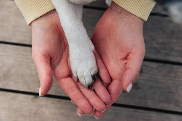 Woman holding a dog\'s paw. Touching dog\'s paw and human hands, indoors against a wooden floor. Pet adoption. Mockup