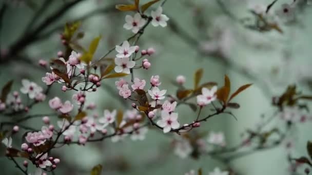 Весенний Цветочный Фон Природе Вишня Ветвь Сакуры Цветут Время Цветения — стоковое видео