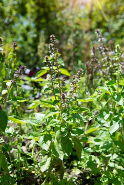 Bahçede çiçekli taze fesleğen. Kırsal kesimde sebze yetiştirmek. Vitaminler ve sağlıklı yiyecekler