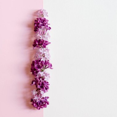 Yumuşak beyaz ve pembe arkaplanda leylak çiçekleri var. Anneler günü, kadınlar günü konsepti. Düz yerde, üst tarafta. Çiçek bileşimi