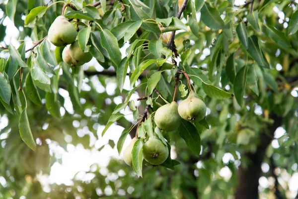 Fresh ripe pears on the pear tree. Pears on tree in fruit garden