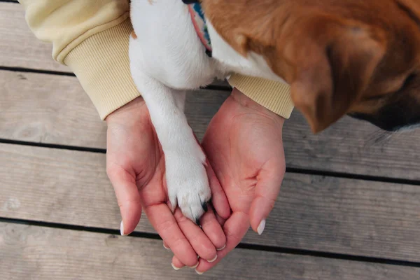 Woman holding a dog\'s paw. Touching dog\'s paw and human hands, indoors against a wooden floor. Pet adoption. Mockup