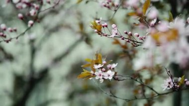 Doğada bahar çiçekleri var. Çiçek açarken kiraz ya da sakura dalı açar. İlkbaharda ağaçtaki kiraz ağaçlarının çiçekleri ve tomurcukları.