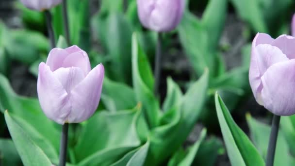 Tulipány Kvetou Pod Slunečním Svitem Zahradě — Stock video