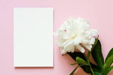 Pembe arka planda beyaz şakayık çiçekli boş kağıt tebrik kartı. Düz yatıyordu. Çiçek bileşimi