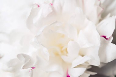 Beyaz şakayık çiçeğine yakın, doğal çiçekli arka plan, bulanık makro taç yaprakları pastel renk, yumuşak odak.