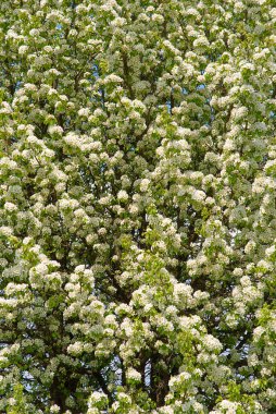 Çiçek açan dallar elma ağacı. Güzel bahar çiçekleri