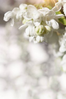 Beyaz çiçekli dikey arka plan. Çiçekli leylak çalısı, bahar zamanı.