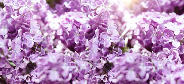 Virágzó Orgona Bokor Harmat Csepp Tavaszi Virágos Háttér Jogdíjmentes Stock Képek
