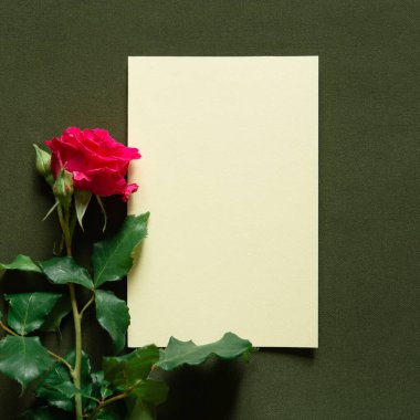 Koyu yeşil arka planda boş kartla bir kırmızı gül çiçeği.