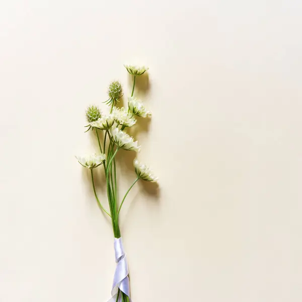 Petit Bouquet Fleurs Scabiosa Sur Fond Beige Pastel Conception Simple — Photo