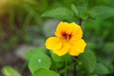 Bahçede yetişen turuncu çiçekli Nasturtium bitkisi. Bahçedeki çiçeklerin doğal arka planı