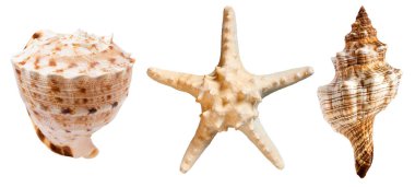Üç güzel deniz kabuğu ve deniz yıldızı, okyanus, yaz ve tatil tasarım elementinden oluşan bir set beyaz arka planda izole edilmiş.