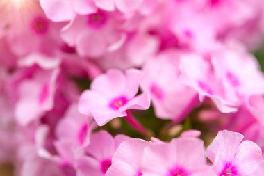 Bahçedeki güneş ışığında çiçek açan çalıların yakın çekimi, yaz çiçekli arka plan. Sığ alan derinliği