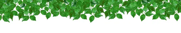 Čerstvé Zelené Listy Rám Izolované Bílé Pozadí Stock Fotografie